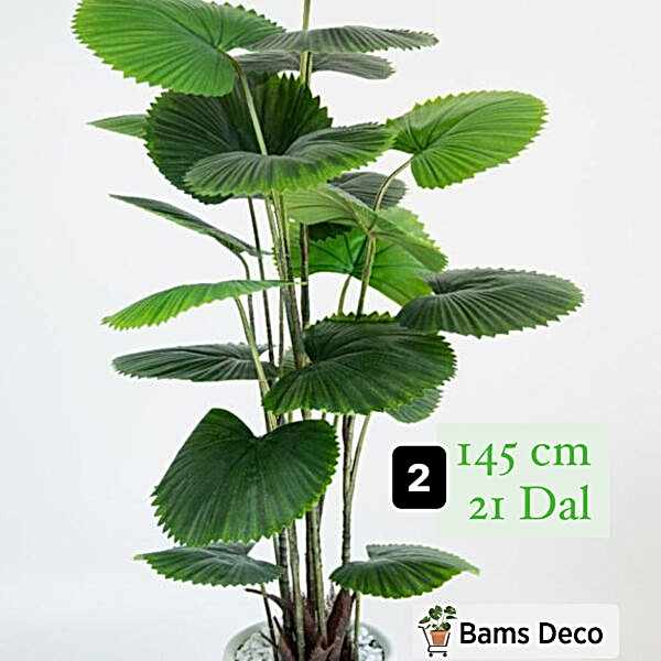FAN PALMİYESİ