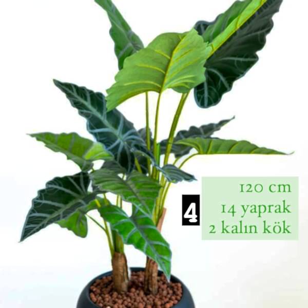 ALOCASİA