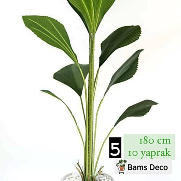 SUMATRA PALMİYESİ