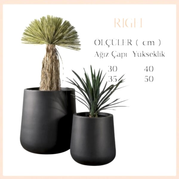 RİGEL